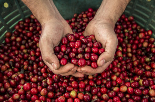 Entidades assinam pacto pelo trabalho decente na cafeicultura