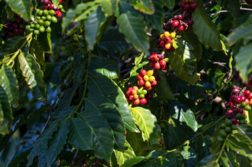 Ásia e Oceania têm produção de cafés estimada em 50 mi de sacas